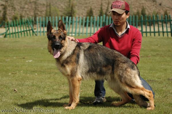 Ayrine von Dossel | German Shepherd Dog 