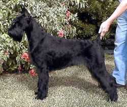 Histyle's Rhapsody | Giant Schnauzer 