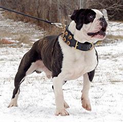 GARGOYLE'S LOKI | Olde English Bulldogge 