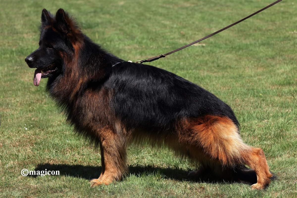 Knut von der wilden Dreizehn | German Shepherd Dog 