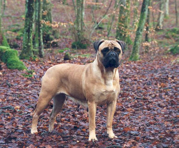 Bullberry Myfanwy | Bullmastiff 