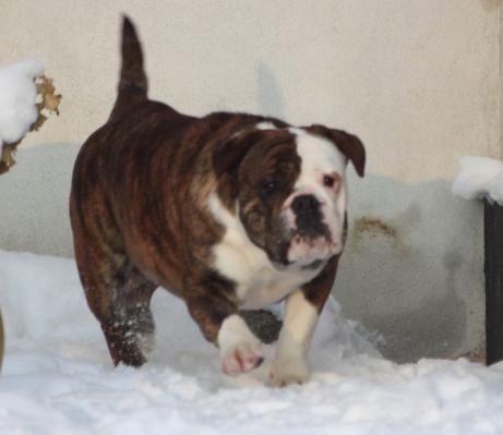 Ostergaard's Charlotte II | Olde English Bulldogge 