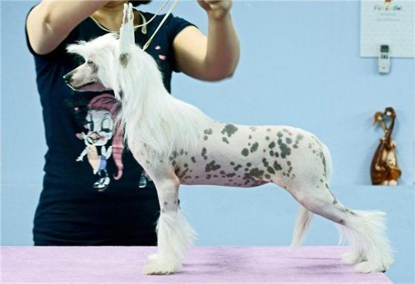 My Goodness iz Daimond Siti | Chinese Crested 