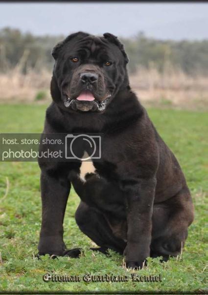 Telif Dell 'Antico Cerberus | Cane Corso 