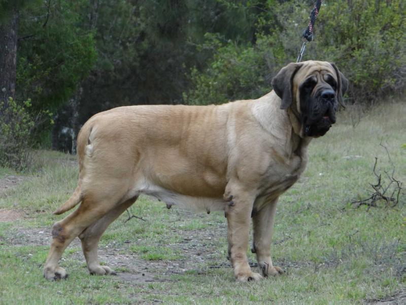 ALFA (ORDOÑEZ) | Mastiff 