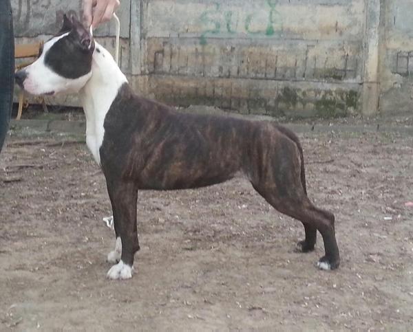 Praetorian Staff Opium For Proud Indian | American Staffordshire Terrier  Praetorian Staff Opium For Proud Indian | American Staffordshire Terrier