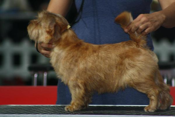 Tweedledee Teddy AS ROSS | Norfolk Terrier 