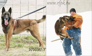 PITER PEN IZ COBRA | Belgian Malinois 