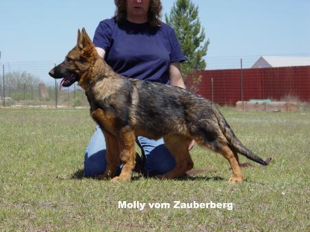 Molly vom Zauberberg | German Shepherd Dog 