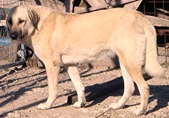 Lucky Hit's Tawny Shadow | Anatolian Shepherd Dog 