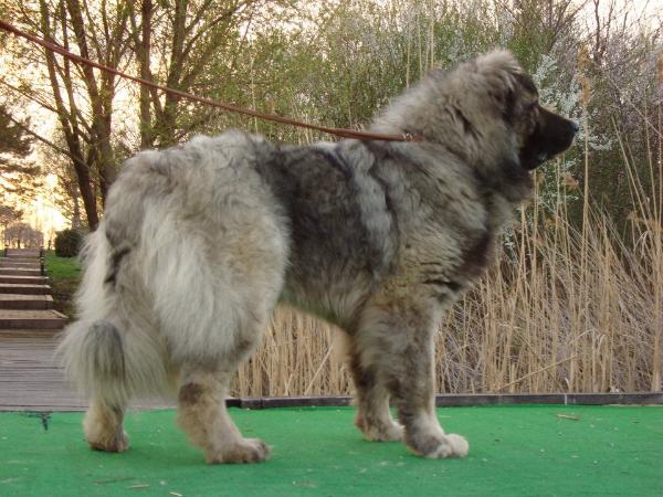 Nayan De Brailita | Caucasian Mountain Dog 