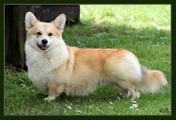 Alfa Zefyr 17th Meridian | Pembroke Welsh Corgi 