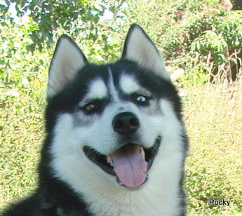 Rocky Snow Mountain | Siberian Husky 