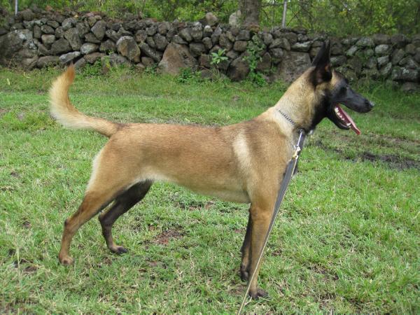 Nala de la Torre | Belgian Malinois 