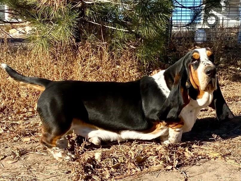 Christensen's Shameless Sergio | Basset Hound 