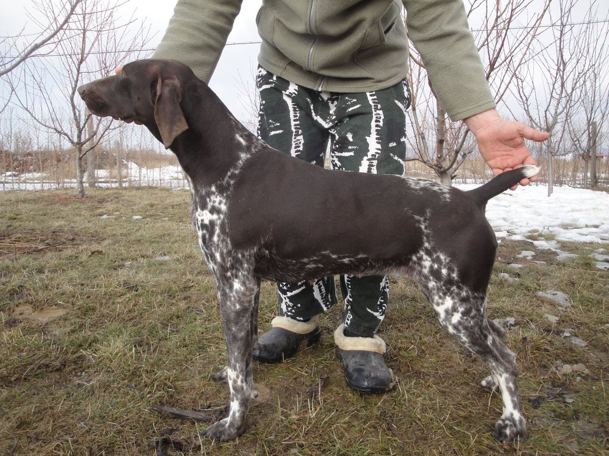 Freya Du Nid Aux Nobles | German Shorthaired Pointer 