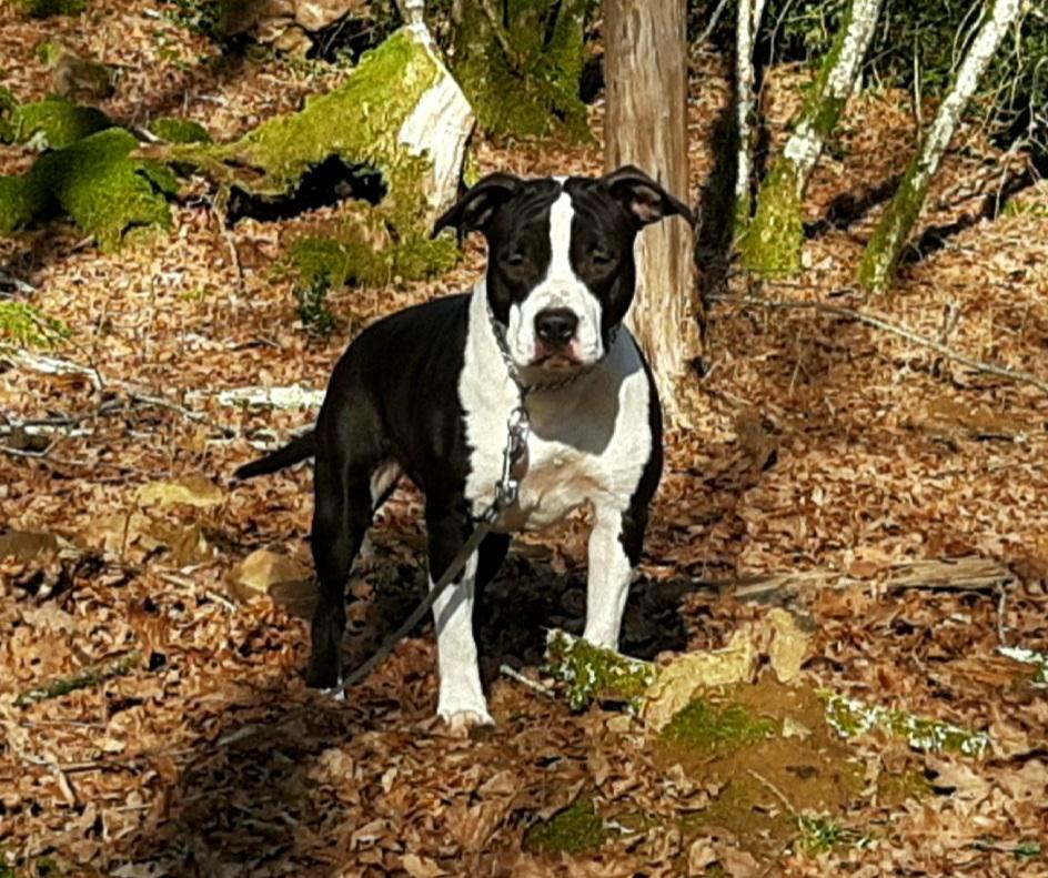 Sakura Our Black Panther of Stafford | American Staffordshire Terrier 