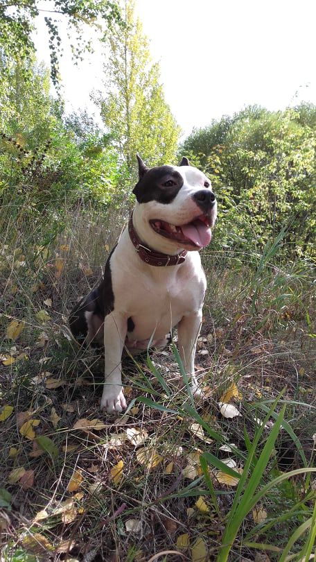 GALAKTIKA IZ TERRIER CITI | American Staffordshire Terrier 