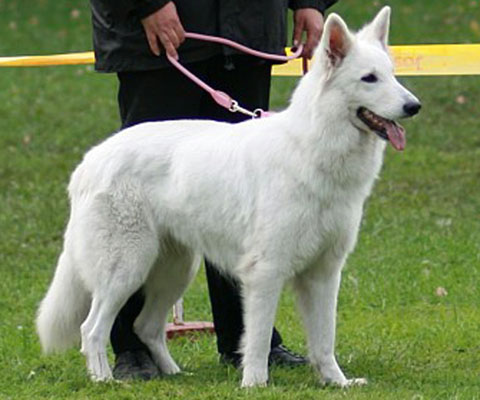 Deyenne-Shelby of Buscin's Love HD BB ED OO | White Swiss Shepherd Dog 