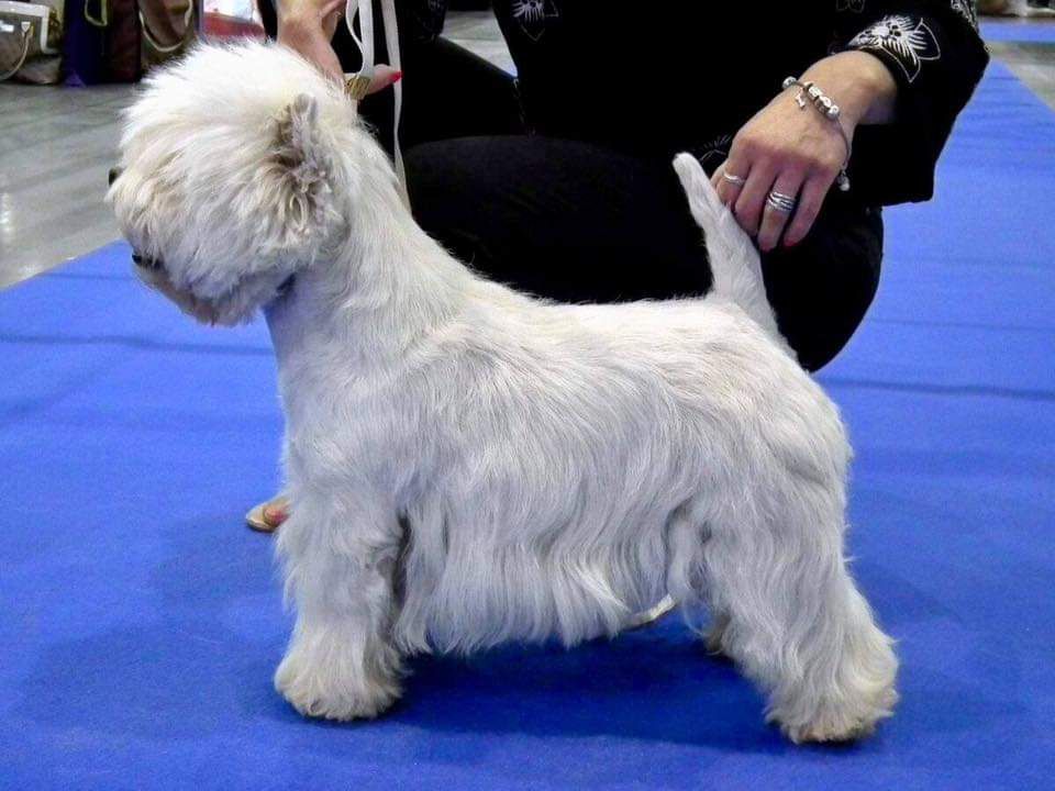 Karamynd Goes to Star West | West Highland White Terrier 