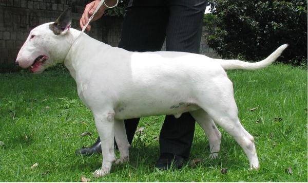 Body&amp;Soul Snoopstar | Bull Terrier 