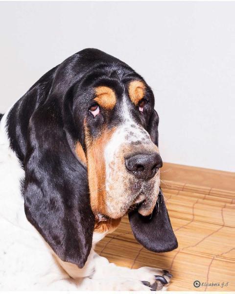 Goofer dit Garfield | Basset Hound 