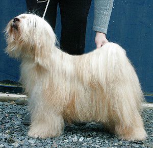 SAKURA ROJI GREAT EXPECTATIONS | Tibetan Terrier 