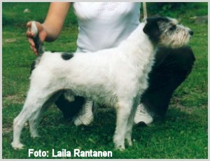 Kentee Hamish | Parson Russell Terrier 