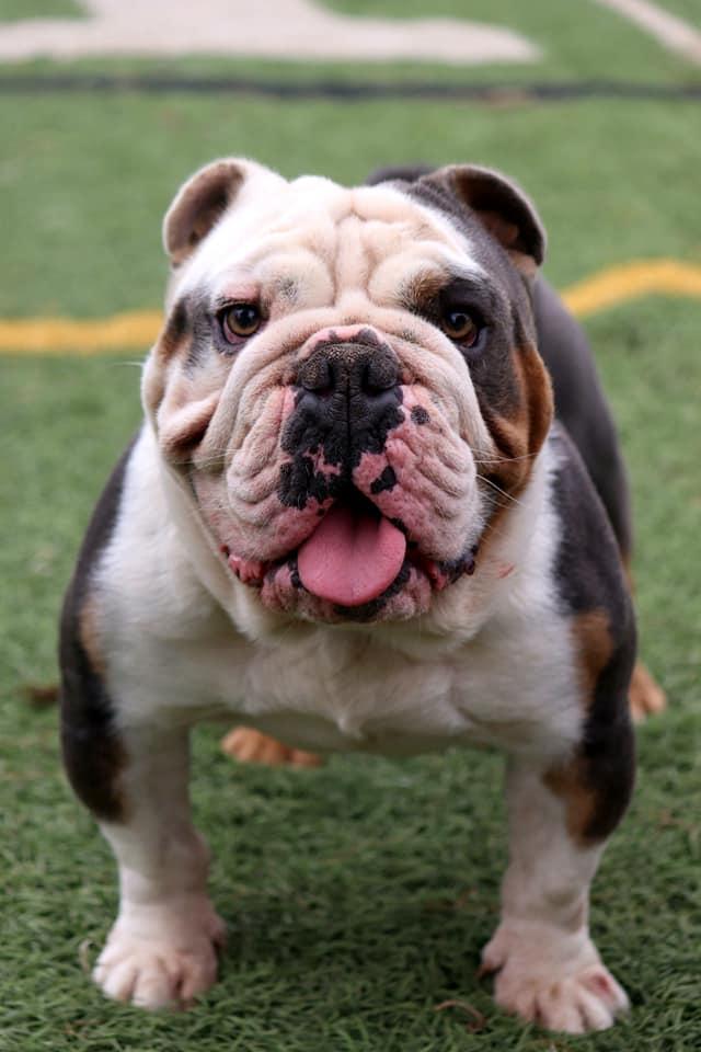 Tyson McMullen | Olde English Bulldogge 