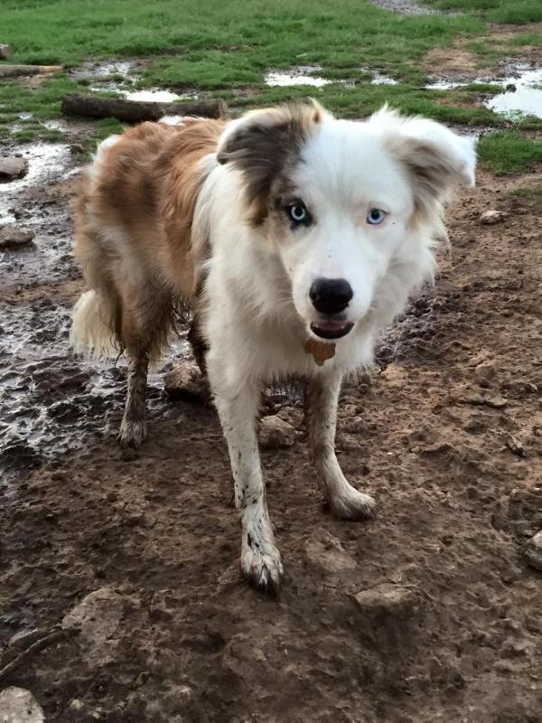 WolfTexas's Shelbyville Rebel | Border Collie 