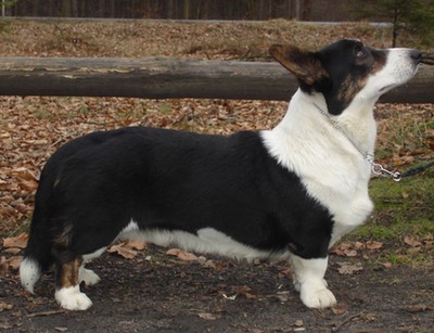 Eclair Au Chocolat Gaucho | Cardigan Welsh Corgi 