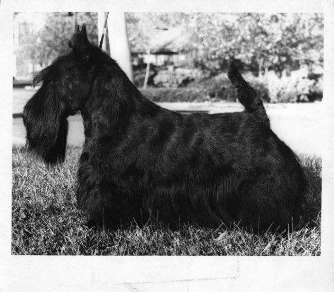 PENDLEHILL VICEROY | Scottish Terrier 