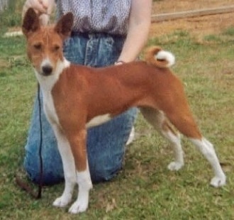 Baagna Nother Challange | Basenji 