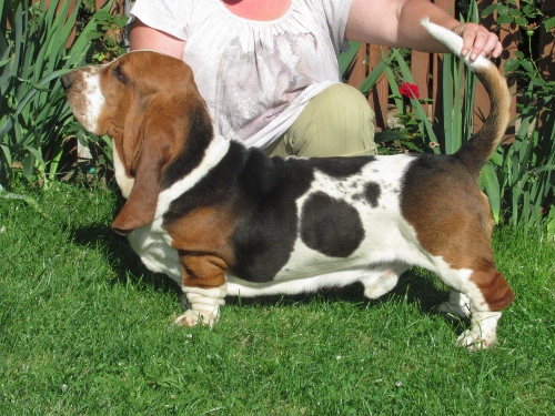 GRIFFIN GLOOMY CLOWN | Basset Hound 