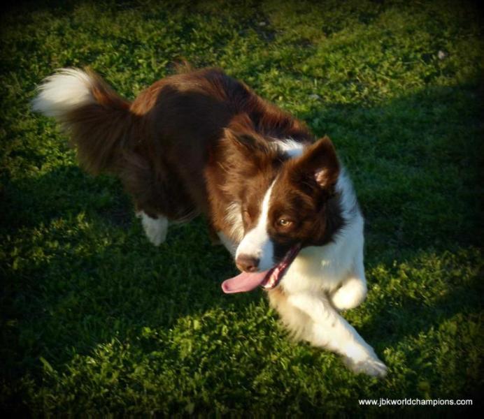 JBK How Do You Like Me Now | Border Collie 