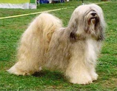 DGE-LTAS SKYE-BA OF A-MAS | Tibetan Terrier 