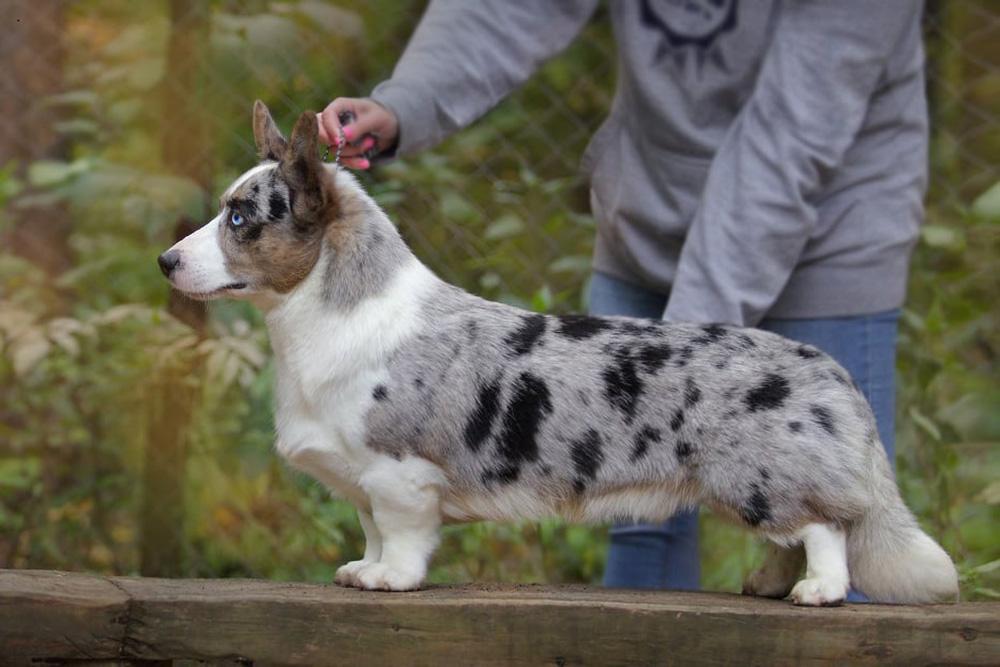 Vogie Tail Kay | Cardigan Welsh Corgi 