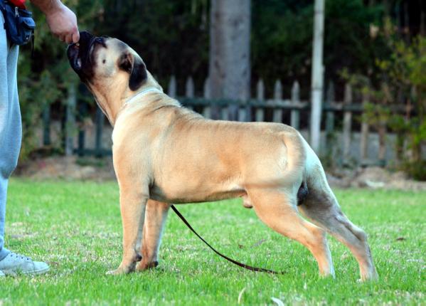 Golden Uelsi Magic Diamand | Bullmastiff 