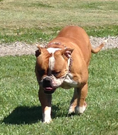 DHAB's Corner Stone | American Bulldog 
