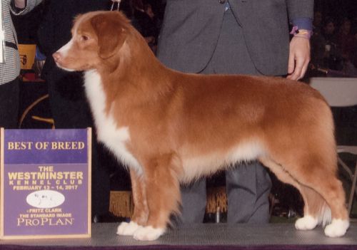 Star Crowned JavaHill 2Sexy4My Genes | Nova Scotia Duck Tolling Retriever 