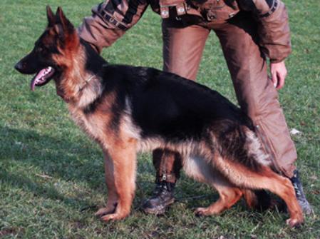 Quito Karanberg | German Shepherd Dog 