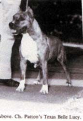 Pattons Texas Belle Lucy | American Pit Bull Terrier 