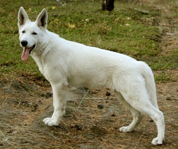 Fortuna Blanka | White Swiss Shepherd Dog 