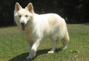 GAYA WHITE KANN SCHIMMELPFENG | White Swiss Shepherd Dog 