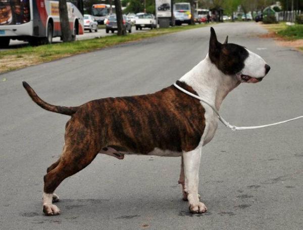 Valente De Peracho | Bull Terrier 