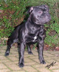 Indianstaff Bacardi Boy | Staffordshire Bull Terrier 