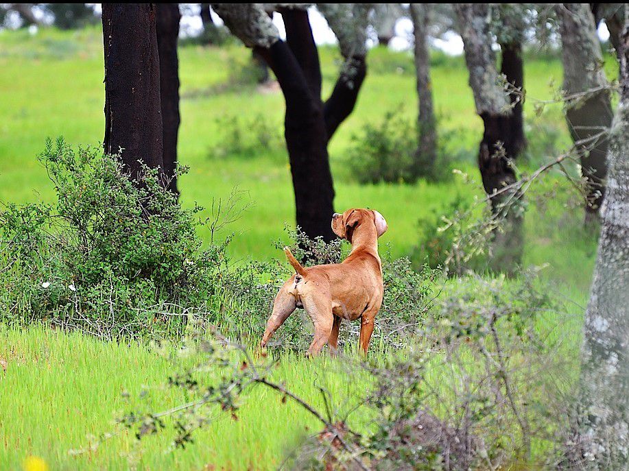 Halfa do Solar do Jamor | Portuguese Pointer 