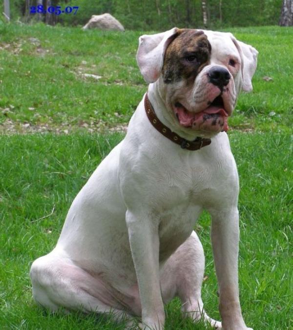 Gred Gard Gluk For Infantri Gold | American Bulldog 