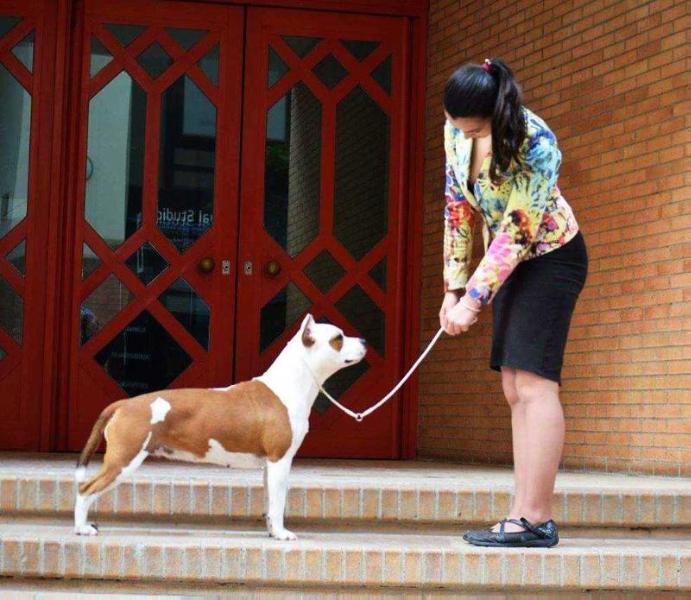 Rebel and Proud Cool To Hate | American Staffordshire Terrier 