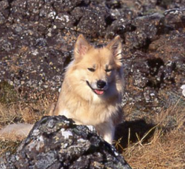Aska - 3591/95 | Icelandic Sheepdog 